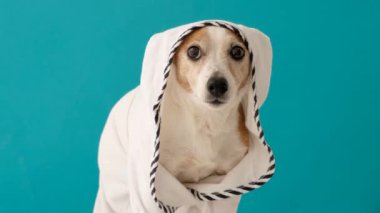 Güneş gözlüklü ve cüppeli bir köpek.