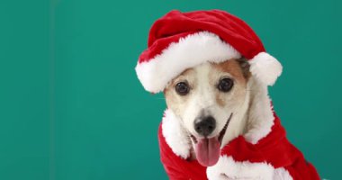Noel Baba olarak Noel Köpeği
