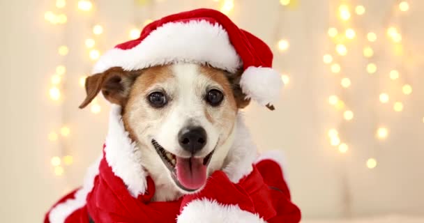 Natal cão como santa — Vídeo de Stock
