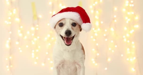 Christmas dog as santa — Stock Video