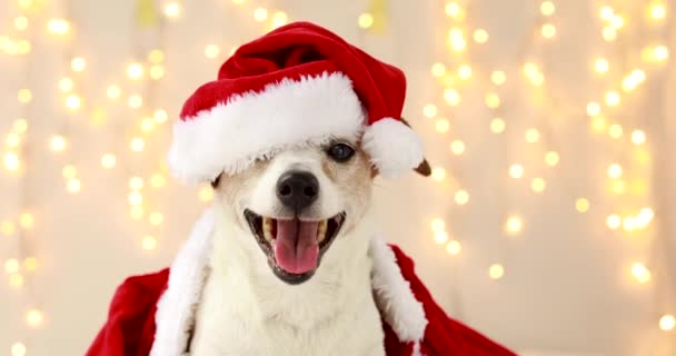 Lindo perro disfrazado para la celebración de Navidad — Vídeo de stock