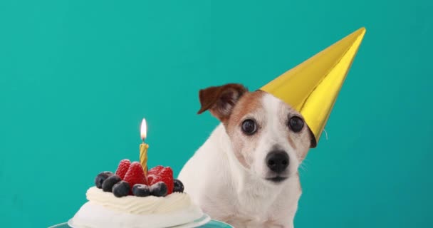귀여운 개와 생일 케이크 파란색 배경 — 비디오