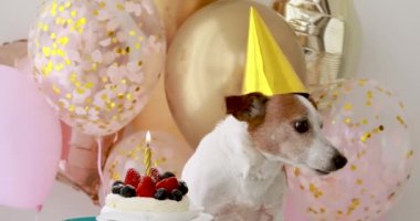 Sarı şapkalı köpek yavrusu küçük pastanın yanında duruyor.