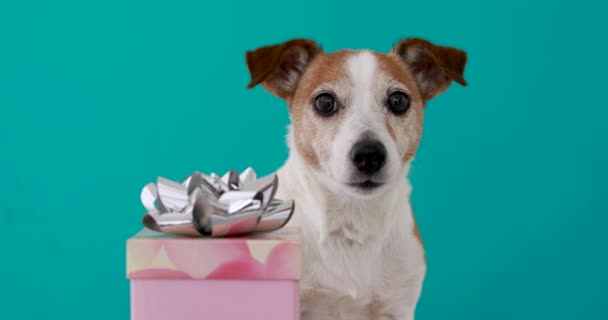 Filhote de cachorro engraçado jack russell terrier com pele marrom e branca — Vídeo de Stock