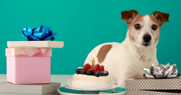 Engraçado jack russell terrier cachorro deitado entre pacotes de aniversário — Vídeo de Stock