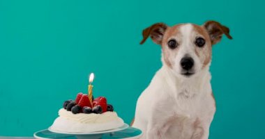 Köpek taze meyveli lezzetli doğum günü pastasının yanına oturur.