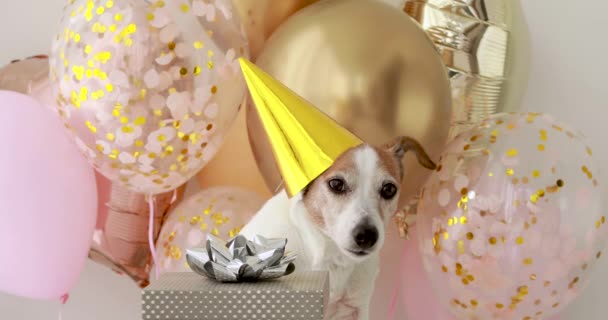 Jack Russell terrier in cappello posa vicino regalo di compleanno — Video Stock