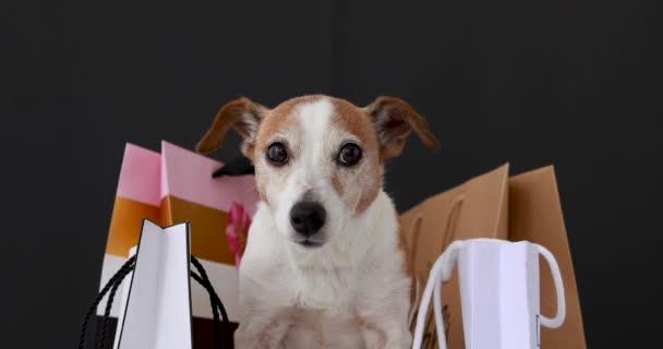 Perro con bolsas de papel con compras — Vídeos de Stock