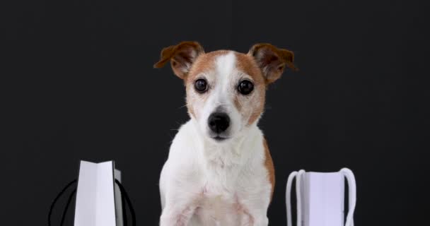 Perro con bolsas de papel con compras — Vídeos de Stock