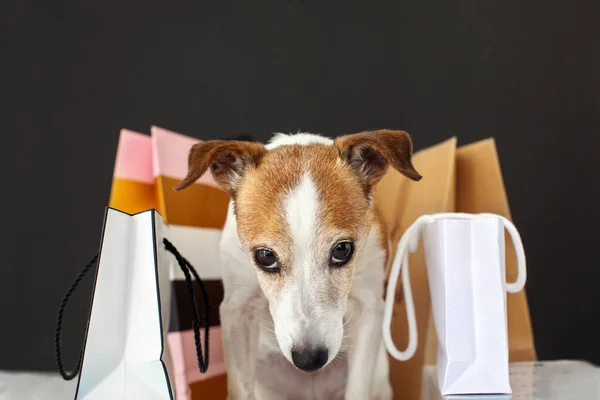 Lindo perro cerca de bolsas de compras — Foto de Stock