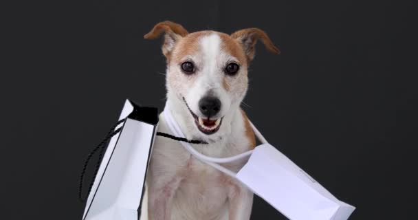 Perro con bolsas de papel con compras — Vídeo de stock