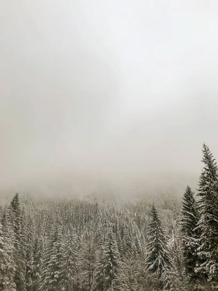 Misty foggy mountain landscape with fir forest, Tatry, Poland