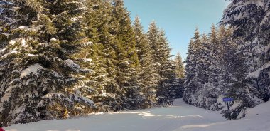 Kış ormanında yol