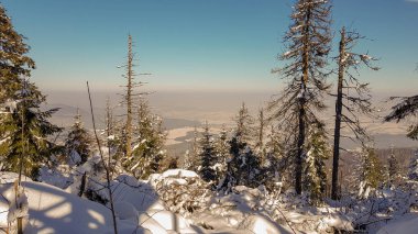 Güneşli bir kış çam ormanı