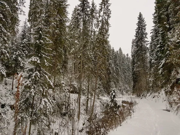 Besneeuwde pad in het bos, Europa, Polen, — Stockfoto