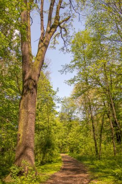 Güneşli gün ormanda yol