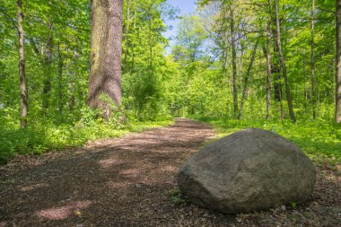 Güneşli bir gün ormanda patika üzerinde taş