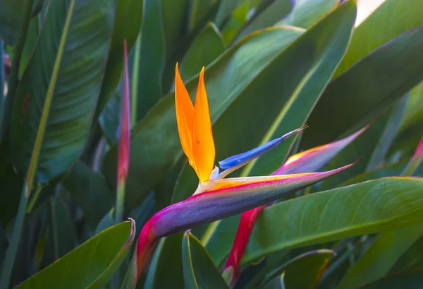 Kwiat Ptak Rajski Strelitzia — Zdjęcie stockowe