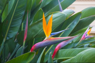 Bir kuş cenneti (STERLİÇYA çiçek)