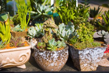 Yeşim bitkisi ile tencere satır