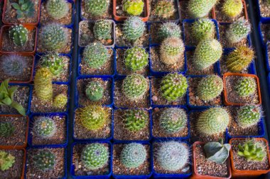 Birçok kaktüsler üstten görünüm