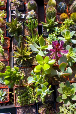 Yeşim bitkisi ile tencere satır