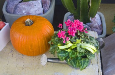 Cyclamens ve kabak Satılık çiçek dükkanında güzel kompozisyonu