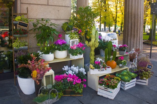 Italien Bergamo November 2018 Blommor Till Salu Gatan Blomsteraffär Bergamo — Stockfoto