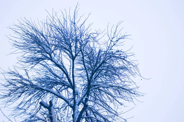 View Frozen Tree Branches Snow — Stock Photo, Image