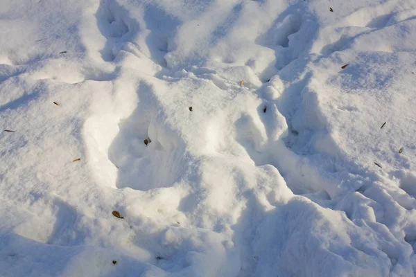 Winter Snow Background Sunny Day — Stock Photo, Image