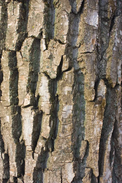 Träd Bark Struktur Närbild — Stockfoto