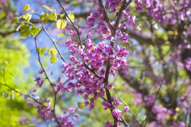 Doğu Erguvan Ağacı (Cercis canadensis çiçek açması)