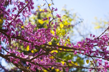 Doğu Erguvan Ağacı (Cercis canadensis çiçek açması)