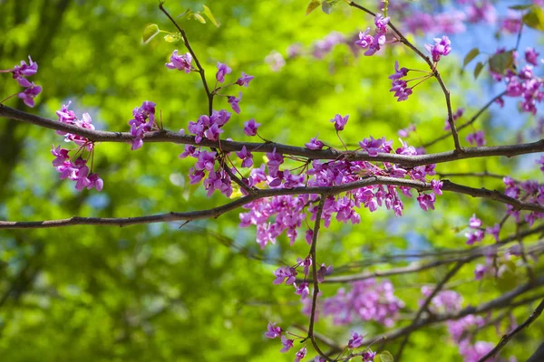 Florecimiento Del Redbud Oriental Cercis Canadensis — Foto de Stock