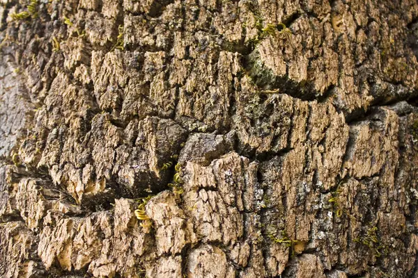 Närbild Bild Corkwood — Stockfoto