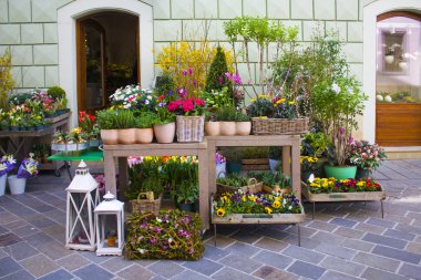 Bratislava, Slovakya-1 Nisan 2019: Bratislava çiçek dükkanında Satılık bahar çiçekleri