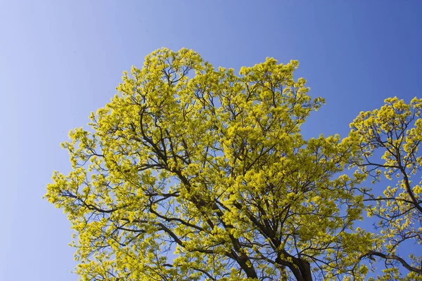 青空の前に若い緑の葉 — ストック写真