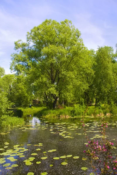 Живописный Вид Красивое Спокойное Озеро Зелеными Деревьями Берегу — стоковое фото