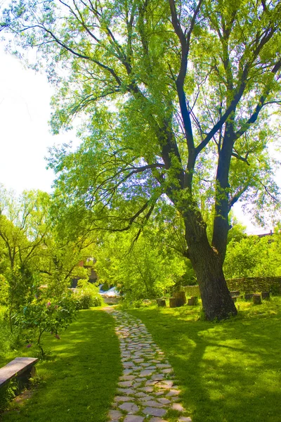 Güneşli Bir Gün Parkta Güzel Bahar — Stok fotoğraf