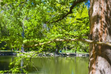 Askania-Nova, Ukrayna 'nın Dendrolojik Parkı 'nda toprak porsuk ağacında antik ağaç türleri