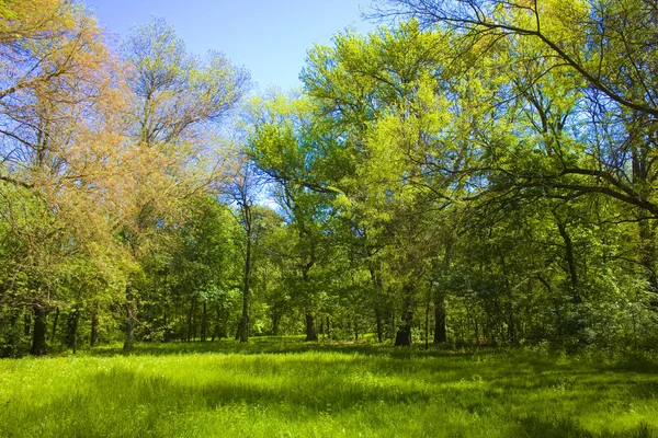 Пейзаж Дендрологического Парка Национального Заповедника Аскания Нова Украина — стоковое фото