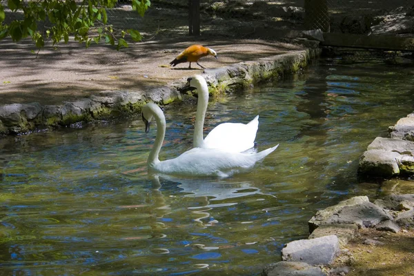 Vita Svanar Flyter Dammen Zoologisk Trädgård National Reserve Askania Nova — Stockfoto