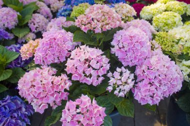 Pembe ortanca çiçek çiçek görünümü yakından