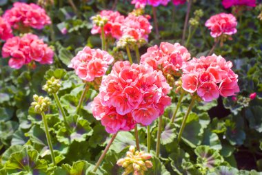 Bahar çiçeklerindeki pembe sardunya çiçekleri. 