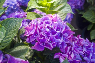 Menekşe ortanca çiçek çiçek görünümü yakından