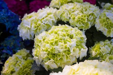 Beyaz ortanca çiçek çiçek görünümü yakından