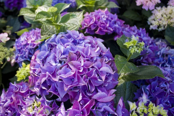 Закройте Вид Цветение Фиолетовой Гиалурогеи — стоковое фото