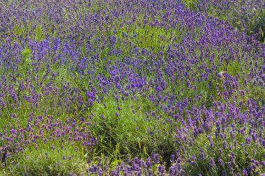 güzel çiçek açan, yakından görmek mor lavanta çiçekleri
