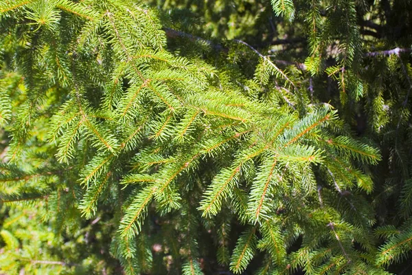 Vue Rapprochée Des Branches Fraîches Pin Vert — Photo