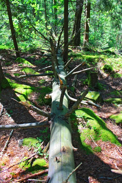 Árbol Caído Yaciendo Denso Bosque —  Fotos de Stock